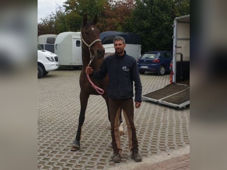 Hannoveraner Stute 10 Jahre 165 cm Brauner in Oberursel