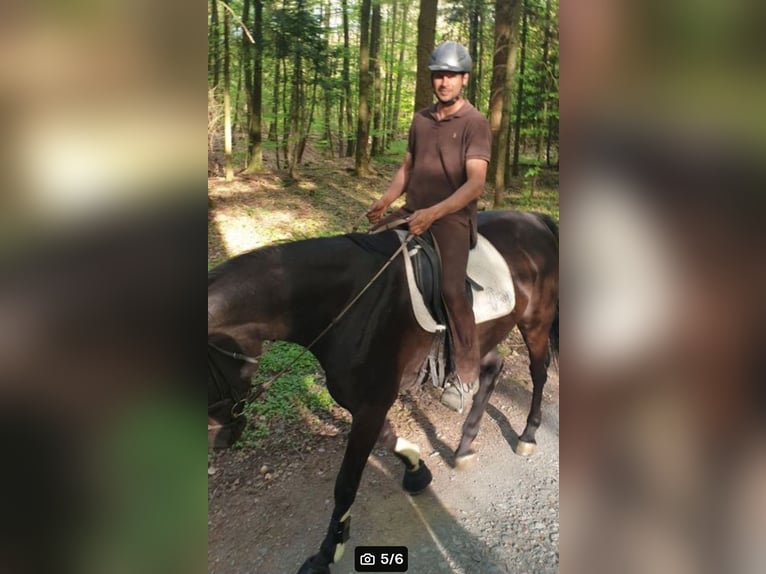 Hannoveraner Stute 10 Jahre 165 cm Brauner in Oberursel