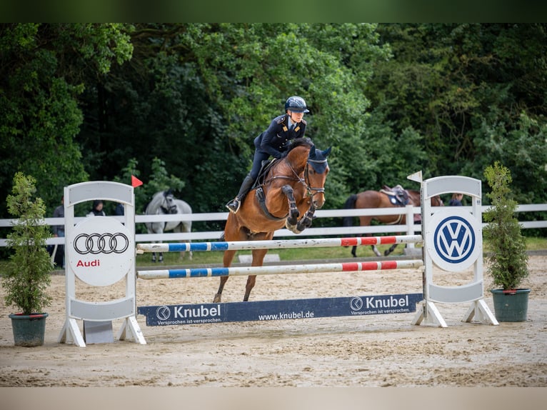 Hannoveraner Stute 10 Jahre 165 cm Brauner in Warendorf