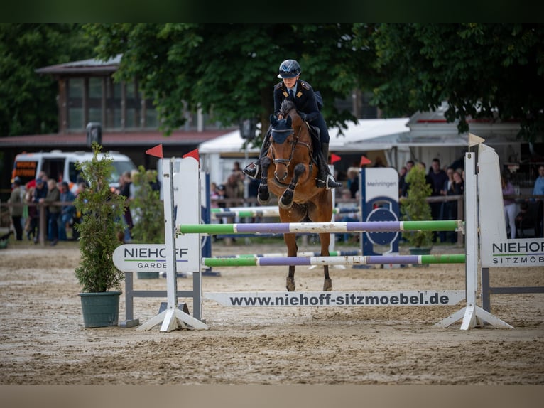 Hannoveraner Stute 10 Jahre 165 cm Brauner in Warendorf