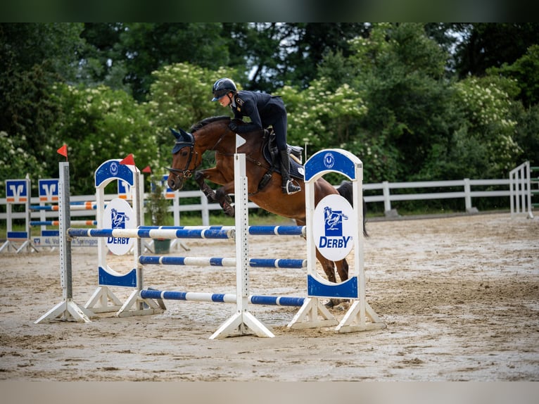 Hannoveraner Stute 10 Jahre 165 cm Brauner in Warendorf