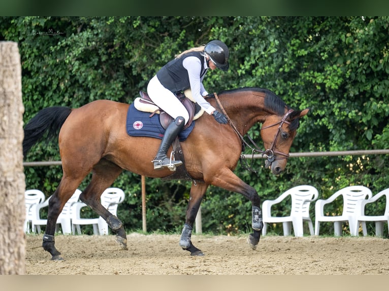 Hannoveraner Stute 10 Jahre 165 cm Brauner in Willich