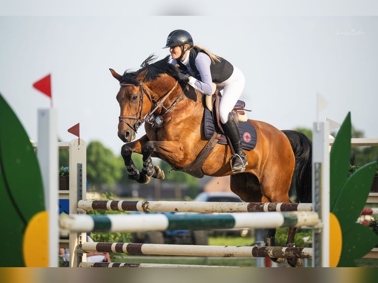 Hannoveraner Stute 10 Jahre 165 cm Brauner in Willich