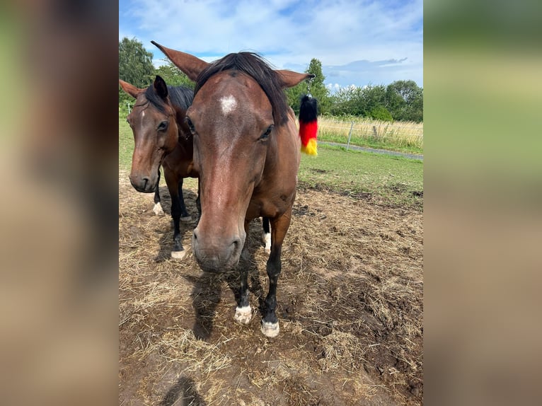 Hannoveraner Stute 10 Jahre 165 cm Brauner in Oberursel