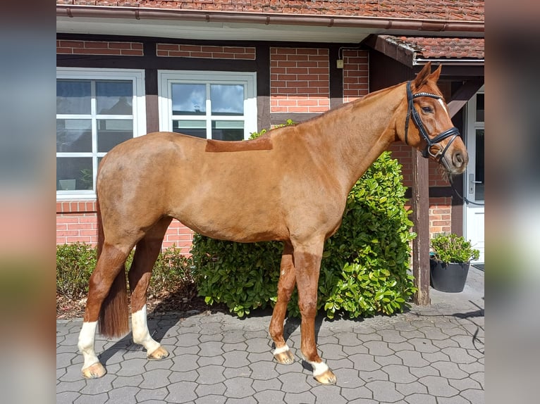 Hannoveraner Stute 10 Jahre 165 cm Fuchs in Sottrum