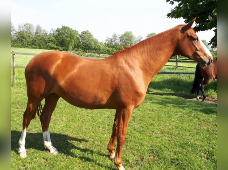 Hannoveraner Stute 10 Jahre 165 cm Fuchs in Rastede