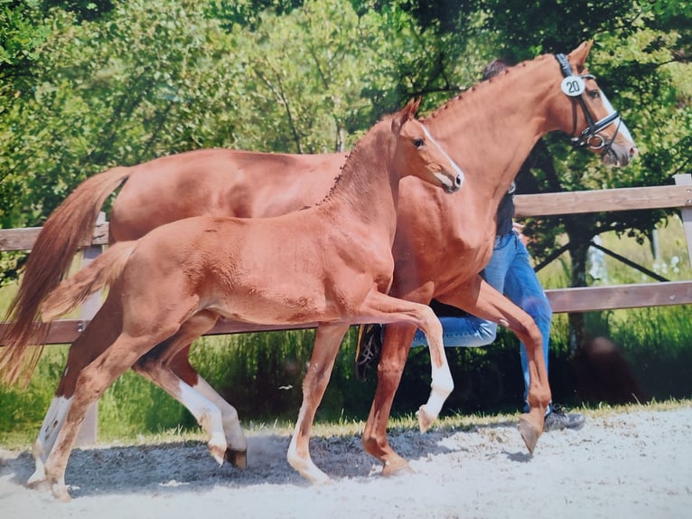 Hannoveraner Stute 10 Jahre 165 cm Fuchs in Rastede