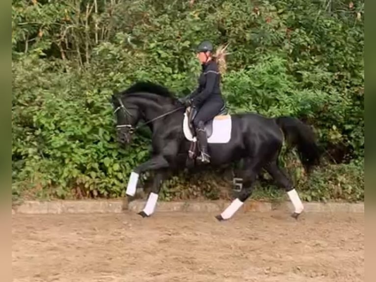 Hannoveraner Stute 10 Jahre 165 cm Rappe in Hepstedt