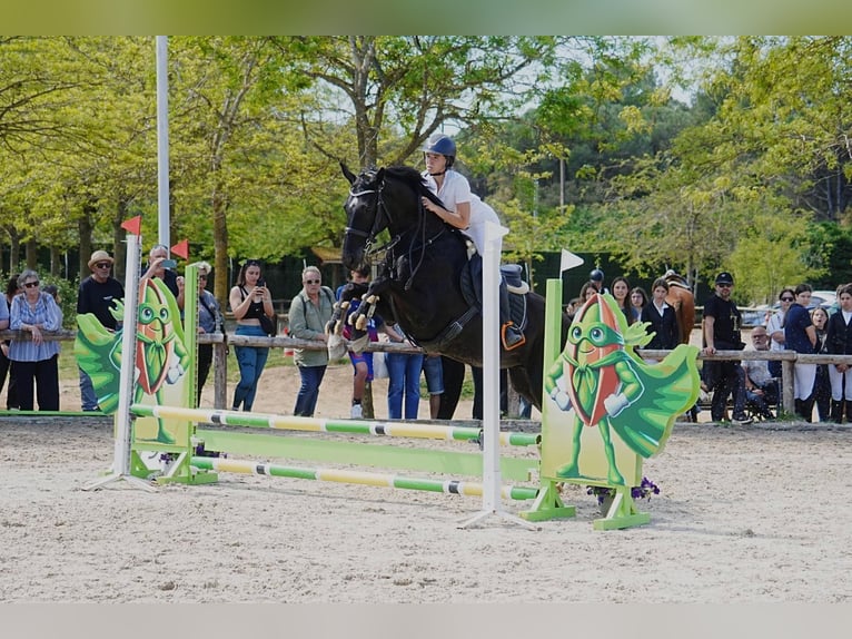 Hannoveraner Stute 10 Jahre 165 cm Rappe in Vilert
