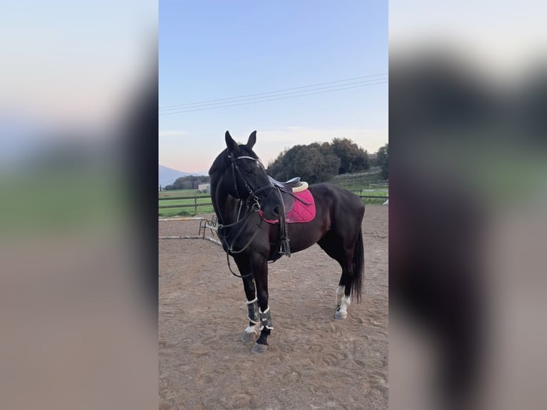 Hannoveraner Stute 10 Jahre 165 cm Rappe in Vilert