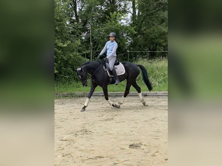 Hannoveraner Stute 10 Jahre 165 cm Schwarzbrauner in Stuttgart Botnang