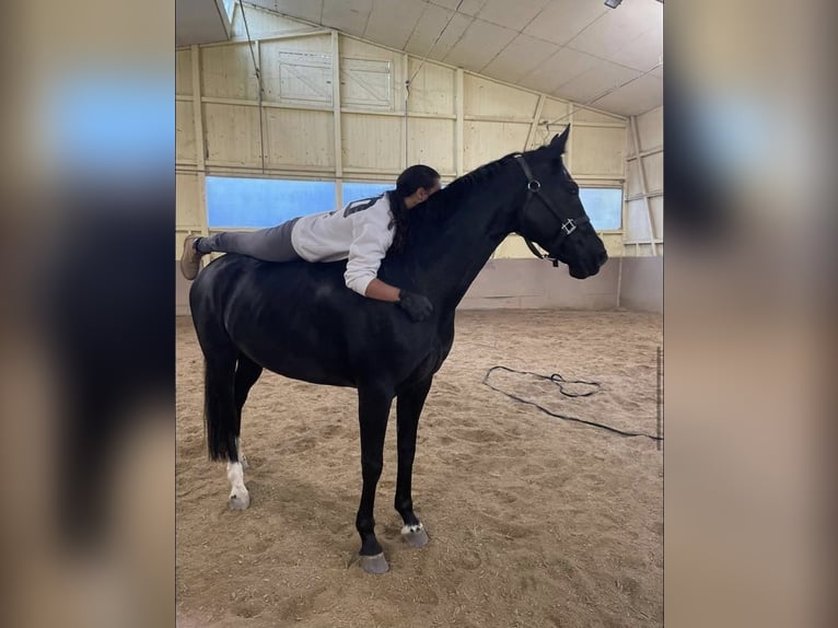 Hannoveraner Stute 10 Jahre 165 cm Schwarzbrauner in Stuttgart Botnang