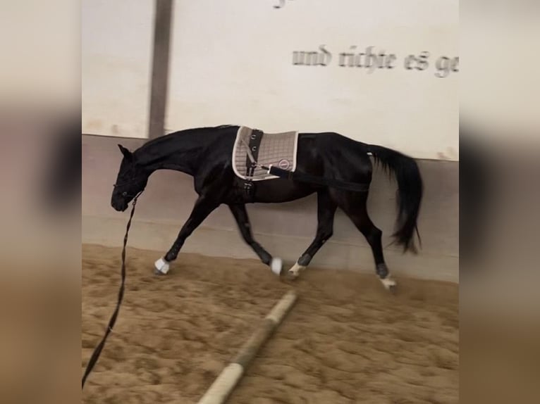 Hannoveraner Stute 10 Jahre 165 cm Schwarzbrauner in Stuttgart Botnang