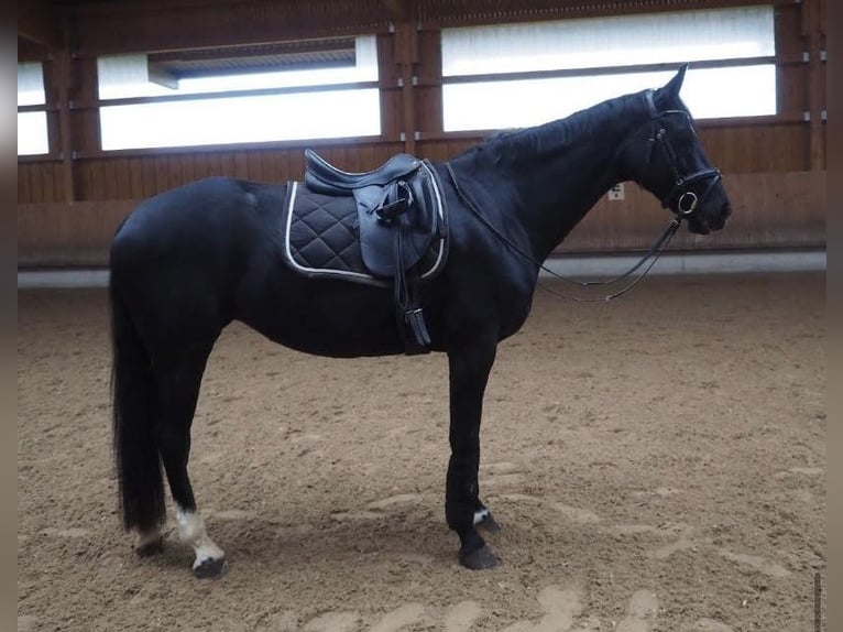 Hannoveraner Stute 10 Jahre 165 cm Schwarzbrauner in Stuttgart Botnang