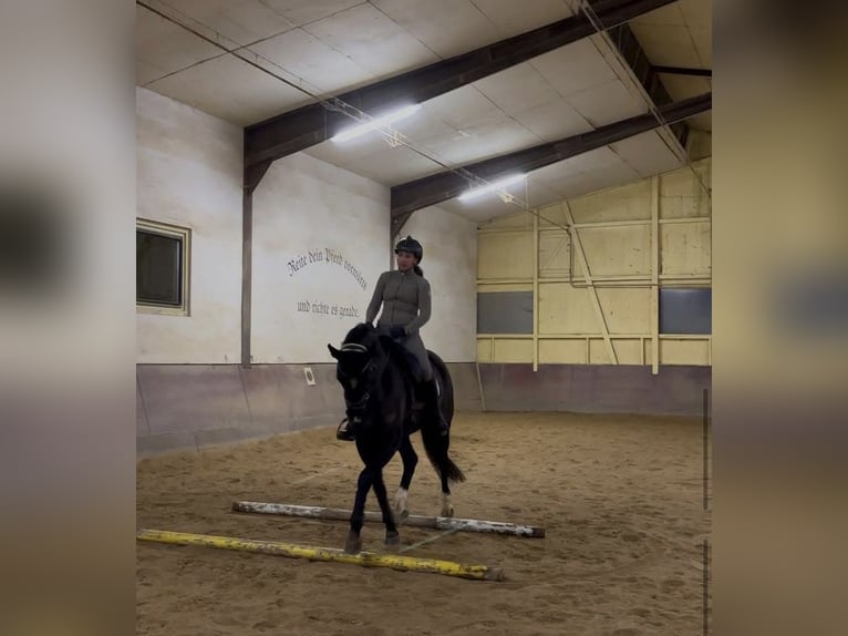 Hannoveraner Stute 10 Jahre 165 cm Schwarzbrauner in Stuttgart Botnang