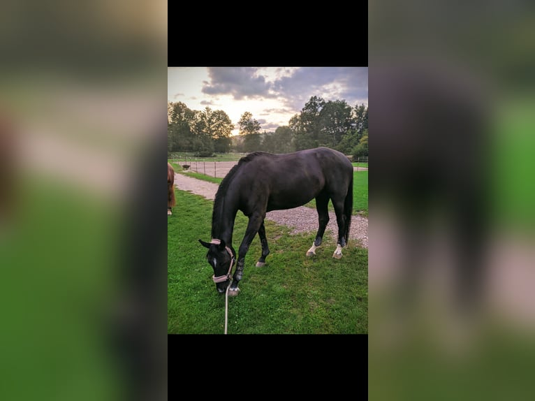 Hannoveraner Stute 10 Jahre 165 cm Schwarzbrauner in Stuttgart Stuttgart-West