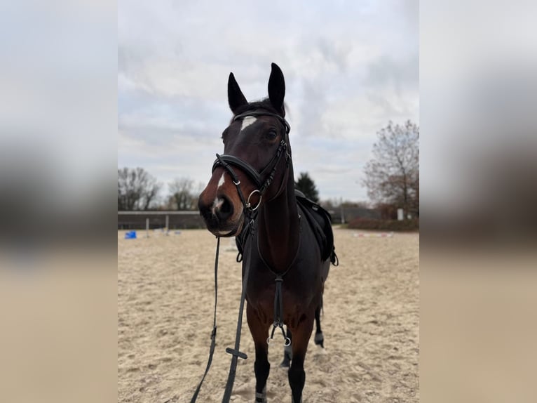 Hannoveraner Stute 10 Jahre 166 cm Brauner in Frechen