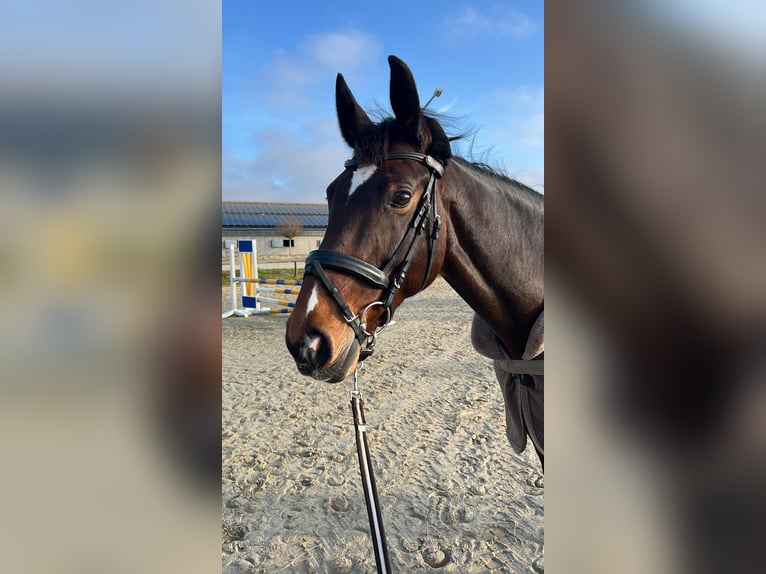 Hannoveraner Stute 10 Jahre 166 cm Brauner in Frechen