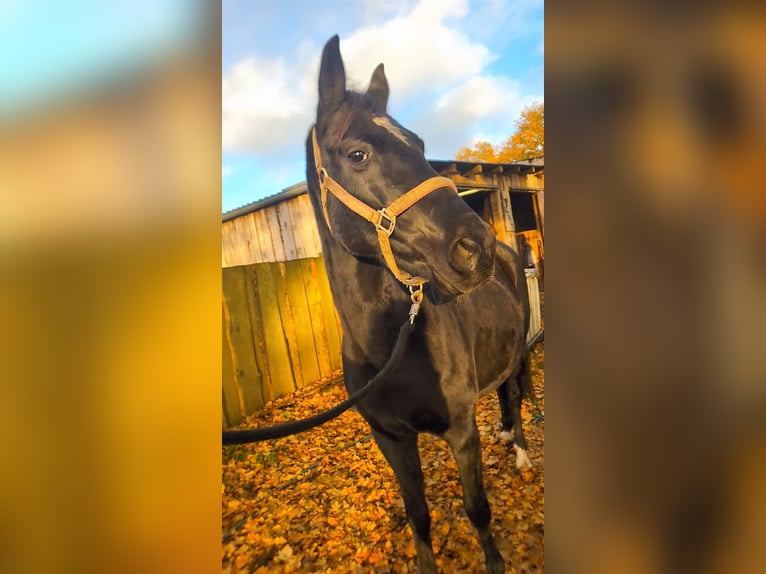 Hannoveraner Stute 10 Jahre 166 cm Rappe in Vi&#xF6;l