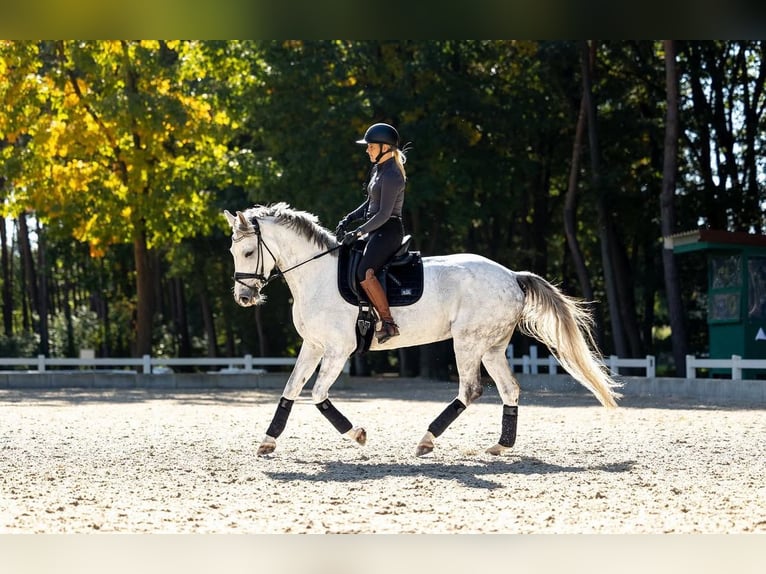 Hannoveraner Stute 10 Jahre 166 cm Schimmel in Springe