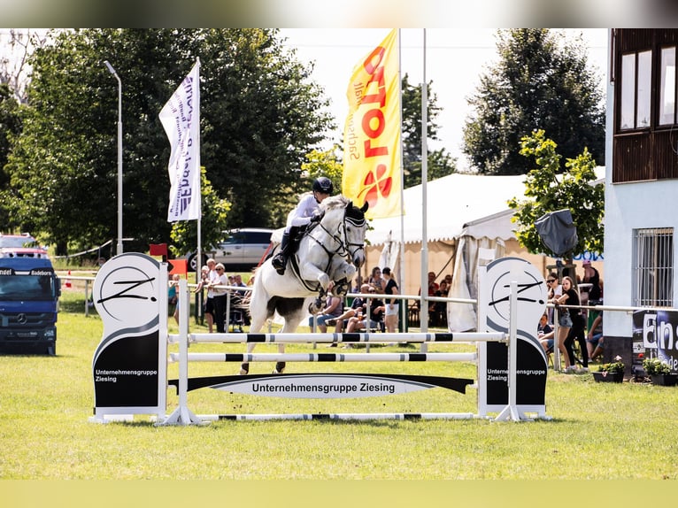 Hannoveraner Stute 10 Jahre 166 cm Schimmel in Springe