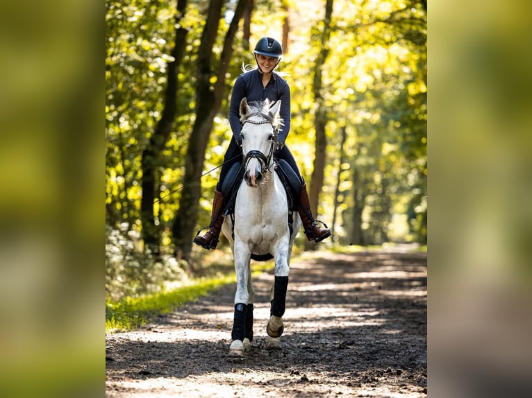 Hannoveraner Stute 10 Jahre 166 cm Schimmel in Springe
