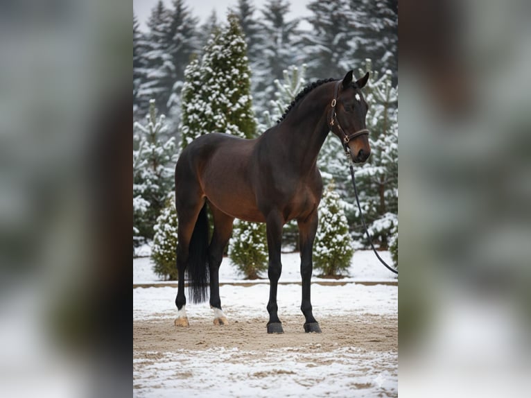 Hannoveraner Stute 10 Jahre 167 cm Brauner in Mor