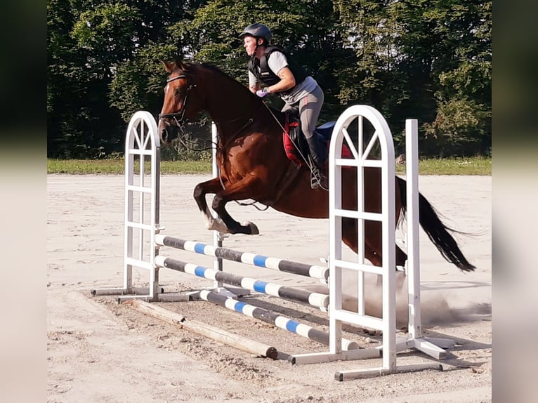 Hannoveraner Stute 10 Jahre 167 cm Brauner in Gr&#xFC;nkraut