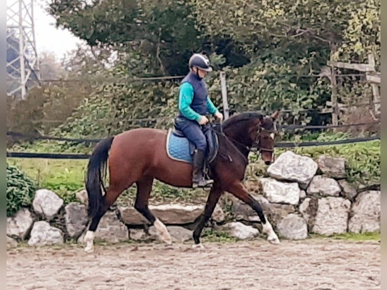 Hannoveraner Stute 10 Jahre 167 cm Brauner in Grünkraut