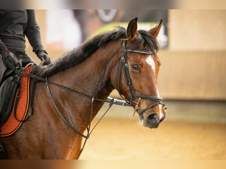 Hannoveraner Stute 10 Jahre 167 cm Brauner in Grünkraut