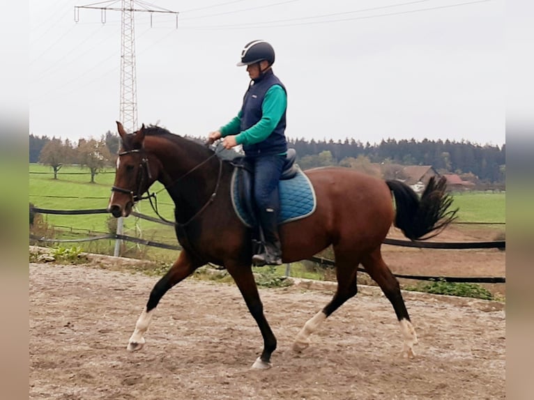 Hannoveraner Stute 10 Jahre 167 cm Brauner in Grünkraut