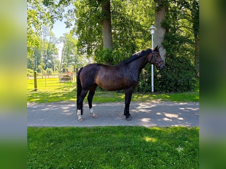 Hannoveraner Stute 10 Jahre 167 cm Dunkelbrauner in Rehlingen