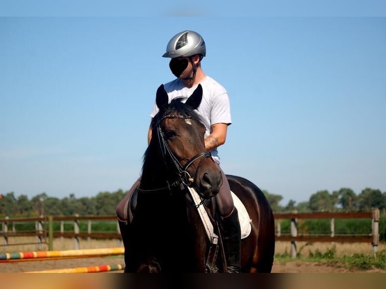 Hannoveraner Stute 10 Jahre 167 cm Dunkelbrauner in Pollitz