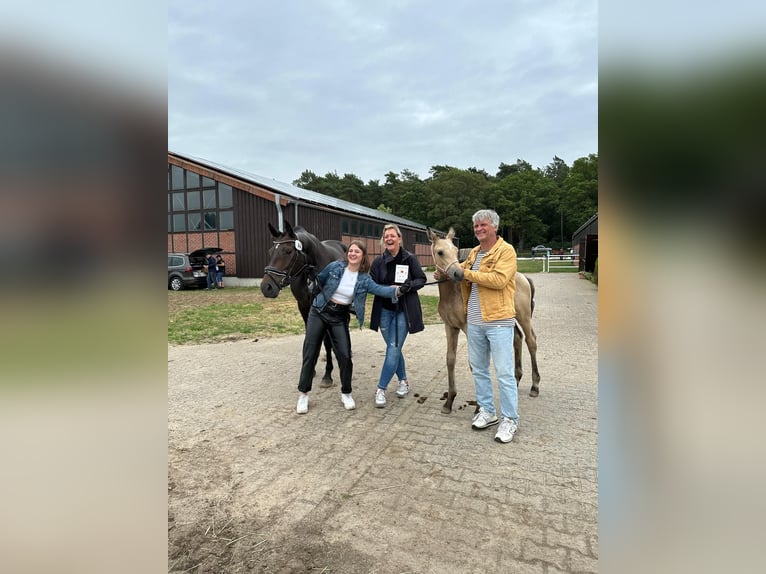 Hannoveraner Stute 10 Jahre 167 cm Dunkelbrauner in Pollitz