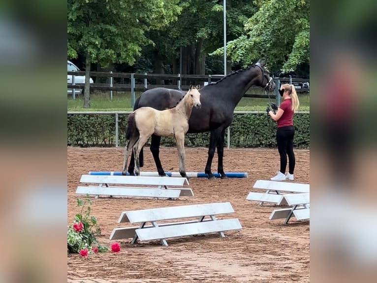 Hannoveraner Stute 10 Jahre 167 cm Dunkelbrauner in Pollitz