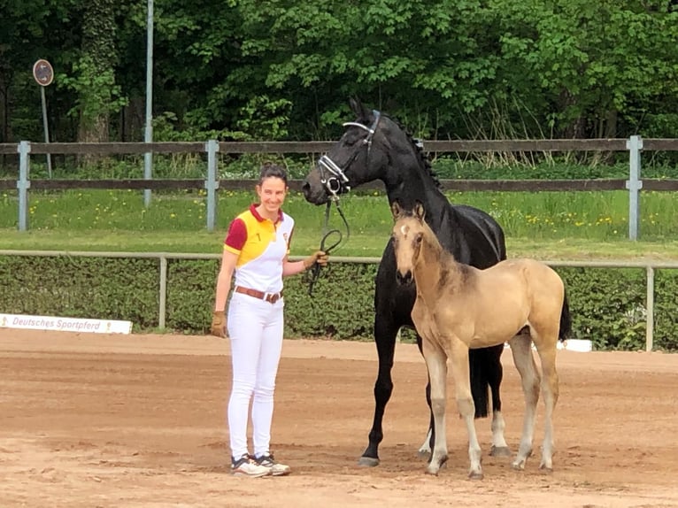 Hannoveraner Stute 10 Jahre 167 cm Dunkelbrauner in Pollitz