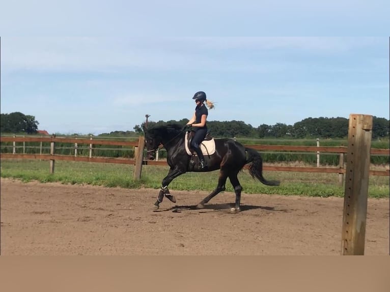 Hannoveraner Stute 10 Jahre 167 cm Dunkelbrauner in Pollitz