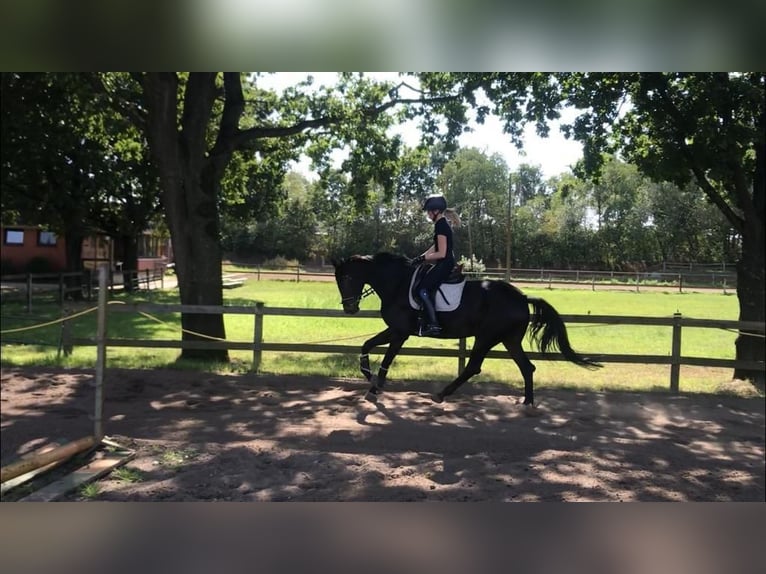 Hannoveraner Stute 10 Jahre 167 cm Dunkelbrauner in Pollitz