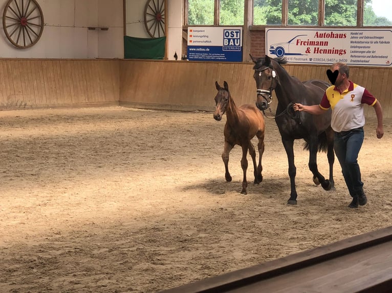 Hannoveraner Stute 10 Jahre 167 cm Dunkelbrauner in Pollitz