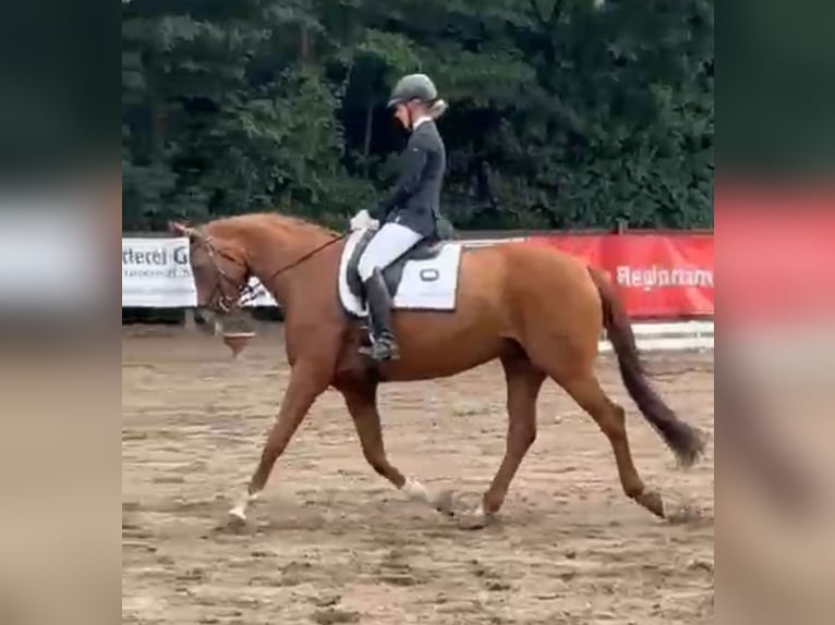 Hannoveraner Stute 10 Jahre 167 cm Dunkelfuchs in Handorf