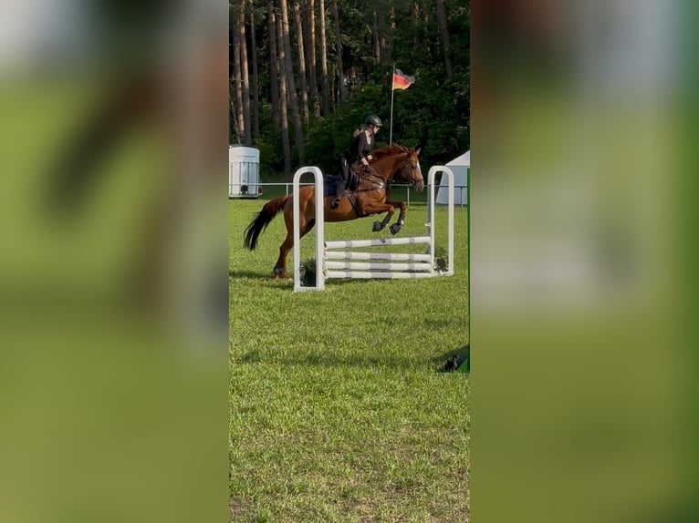 Hannoveraner Stute 10 Jahre 167 cm Dunkelfuchs in Handorf