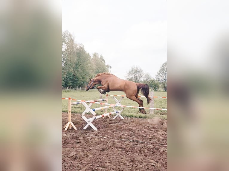 Hannoveraner Stute 10 Jahre 167 cm Dunkelfuchs in Handorf