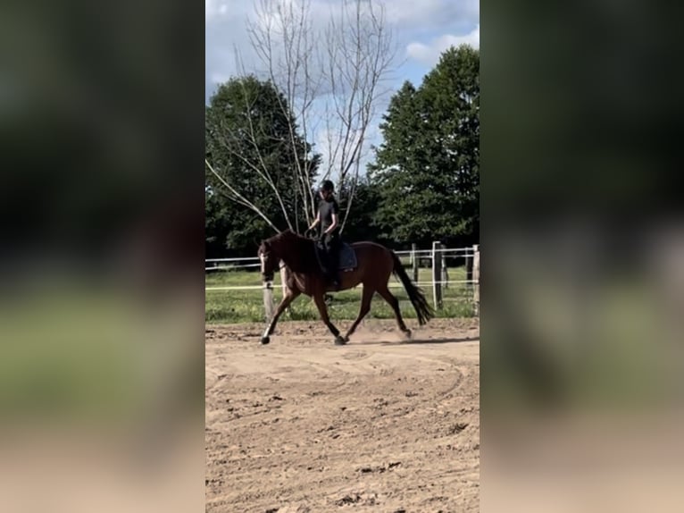 Hannoveraner Stute 10 Jahre 167 cm Dunkelfuchs in Handorf