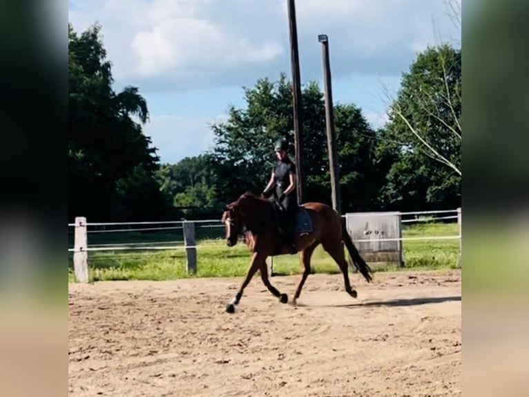 Hannoveraner Stute 10 Jahre 167 cm Dunkelfuchs in Handorf