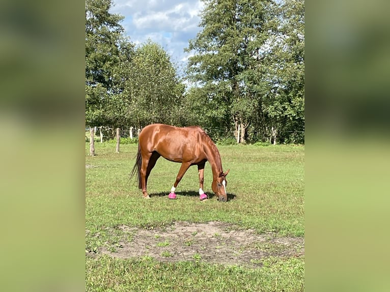 Hannoveraner Stute 10 Jahre 167 cm Dunkelfuchs in Handorf