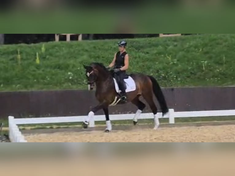 Hannoveraner Stute 10 Jahre 168 cm Brauner in M&#xFC;nchen
