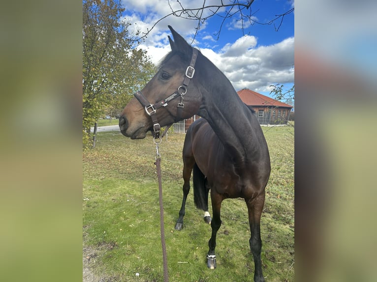 Hannoveraner Stute 10 Jahre 168 cm Brauner in Baldham