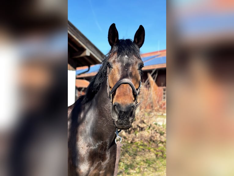 Hannoveraner Stute 10 Jahre 168 cm Brauner in Baldham