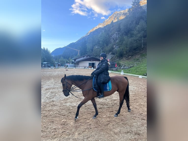 Hannoveraner Stute 10 Jahre 168 cm Brauner in L&#xE4;ngenfeld