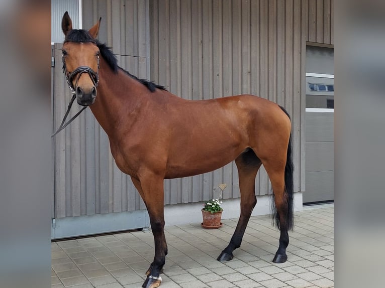 Hannoveraner Stute 10 Jahre 168 cm Brauner in L&#xE4;ngenfeld
